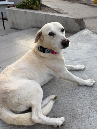 Customer photo review of Collar Tropical Blossom