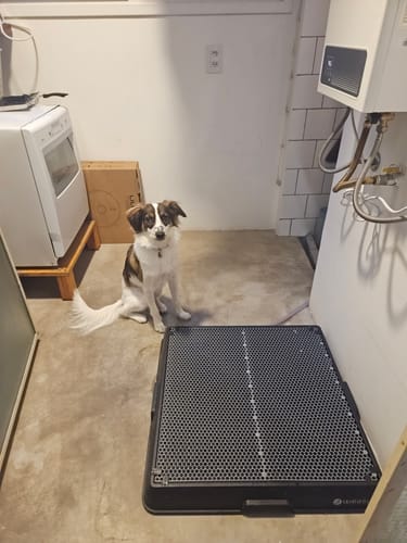 Customer photo review of Weasy Cão | Banheiro inteligente para cachorro