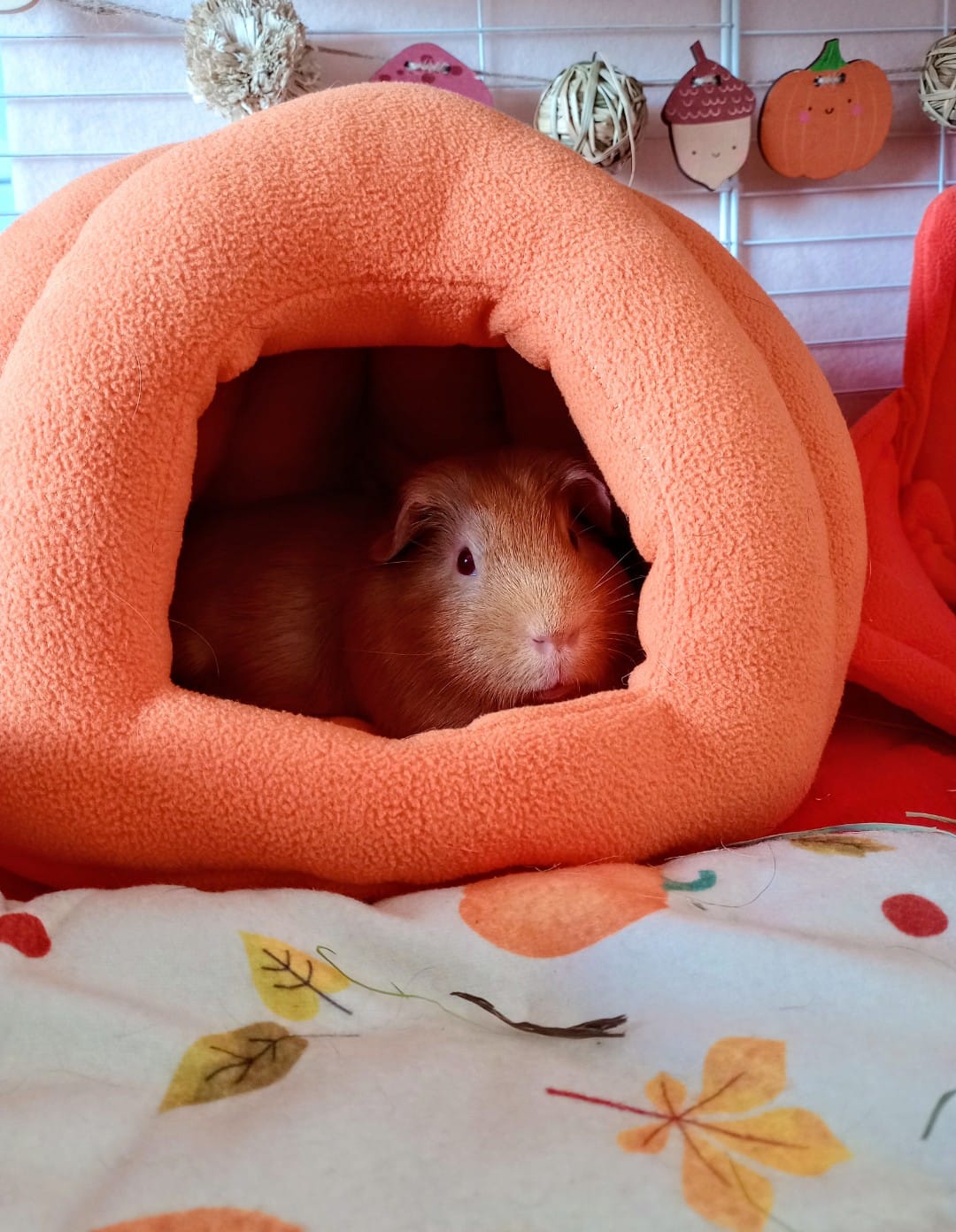 Customer photo review of Fleece Bed | Pawmkin Spice Floofs