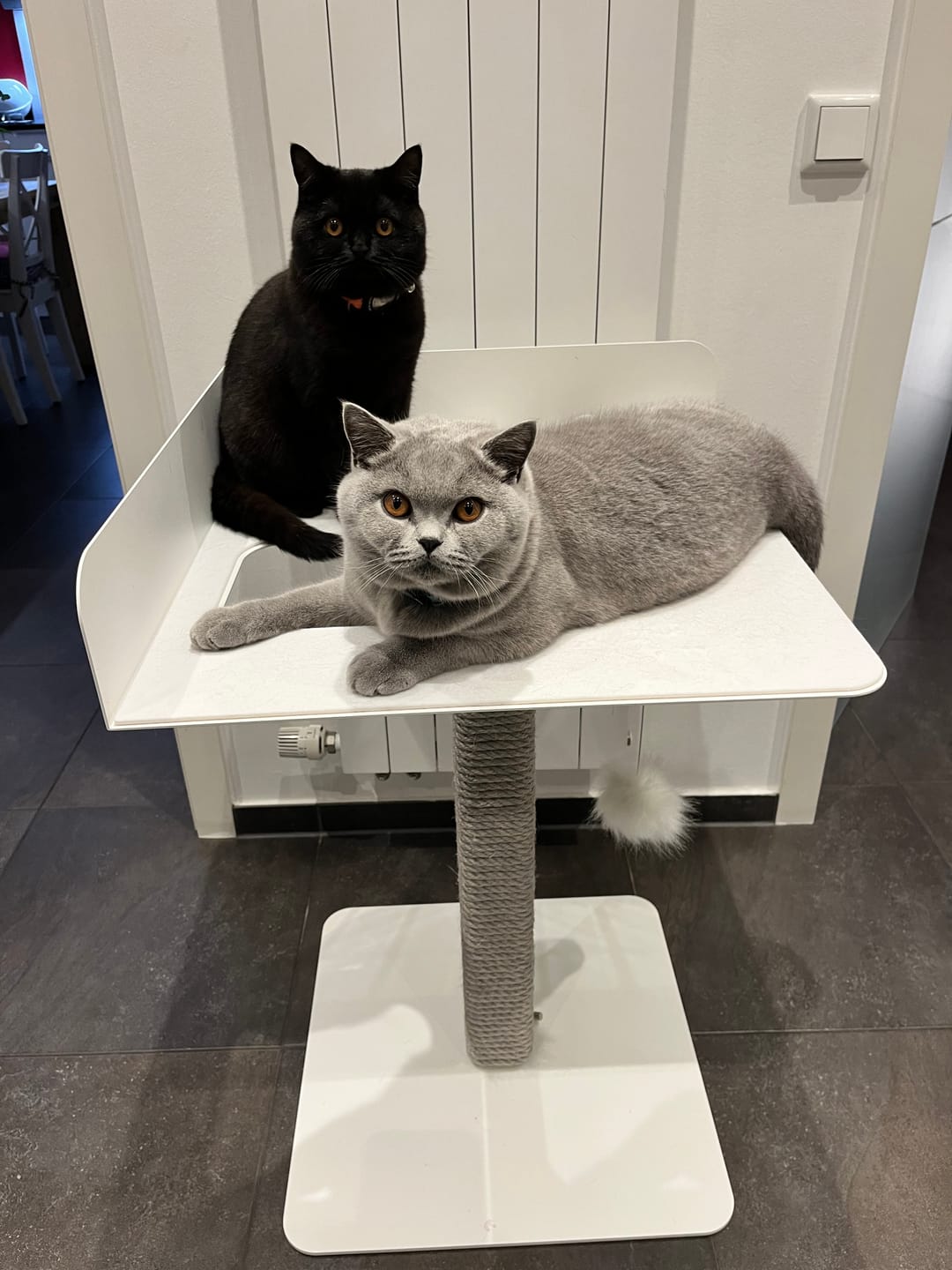 Customer photo review of STYA Katzen Kratzbaum MS520 | Schwarz