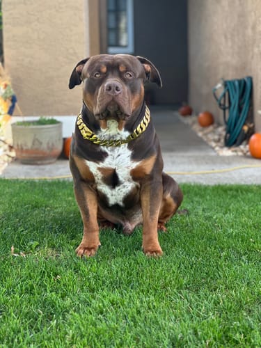 Customer photo review of THE KILO 1.25 Inch Dog Collar - Gold Cuban Link XL Premium Collection