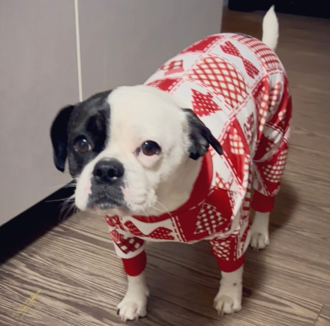 Customer photo review of Dog Christmas Pajama - Festive Patchwork