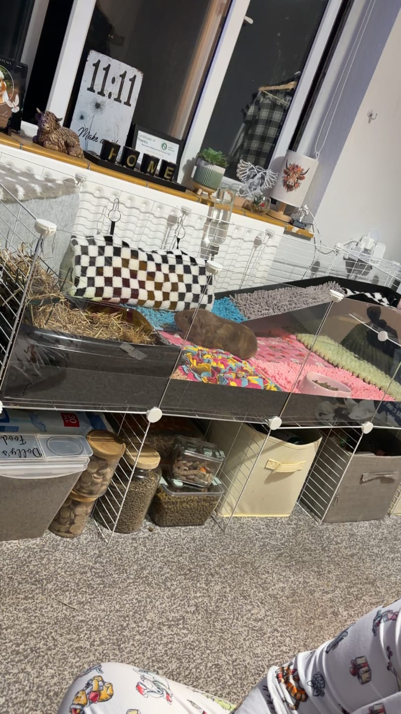 Customer photo review of 5x2 C&C Cage with Loft & Stand