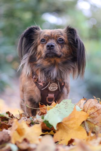 Customer photo review of Tough Trails™ Harness - Walkies Ready® Chocolate Brown