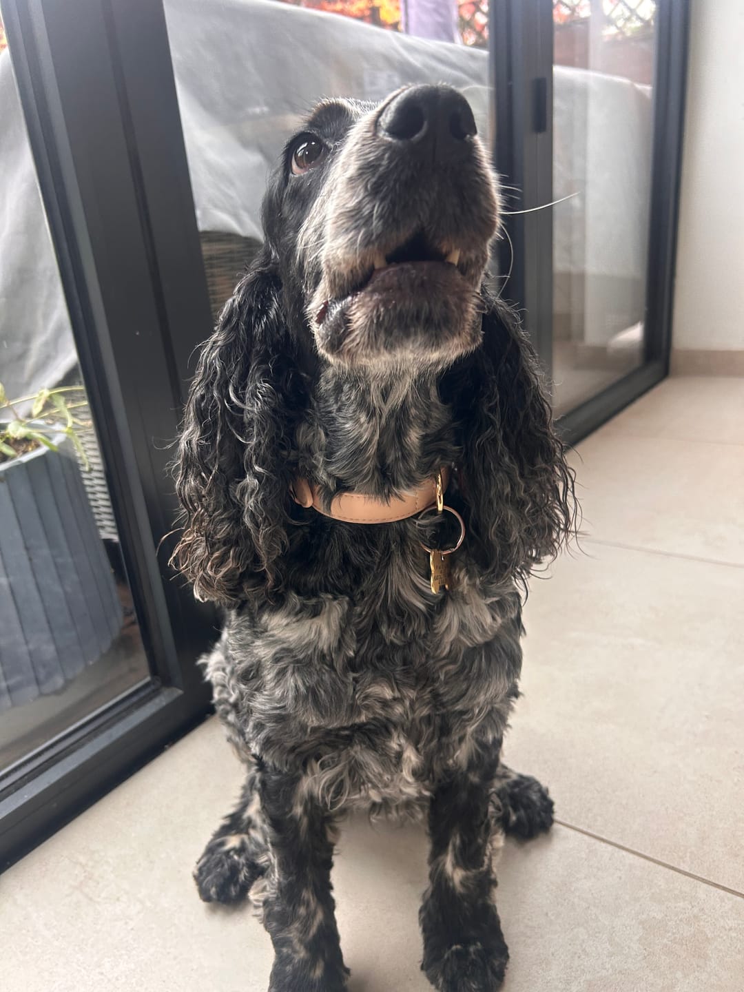 Customer photo review of Biscotti Dog Collar