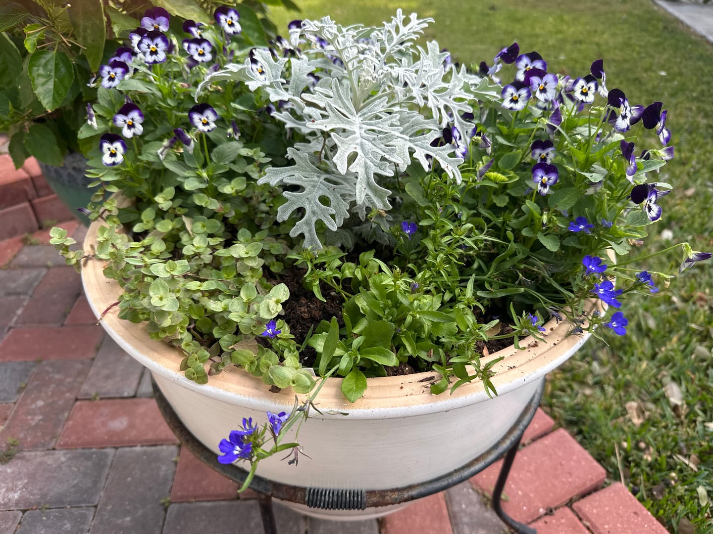 Customer photo review of Ancient Soil: Organic Living Soil for Thriving Plants