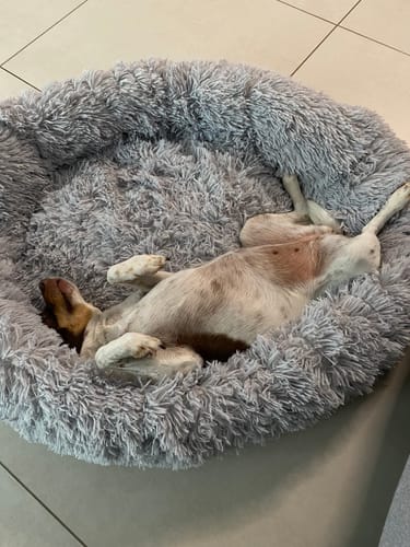 Customer photo review of Puppery Hundebett Wolke 7 - Das Original