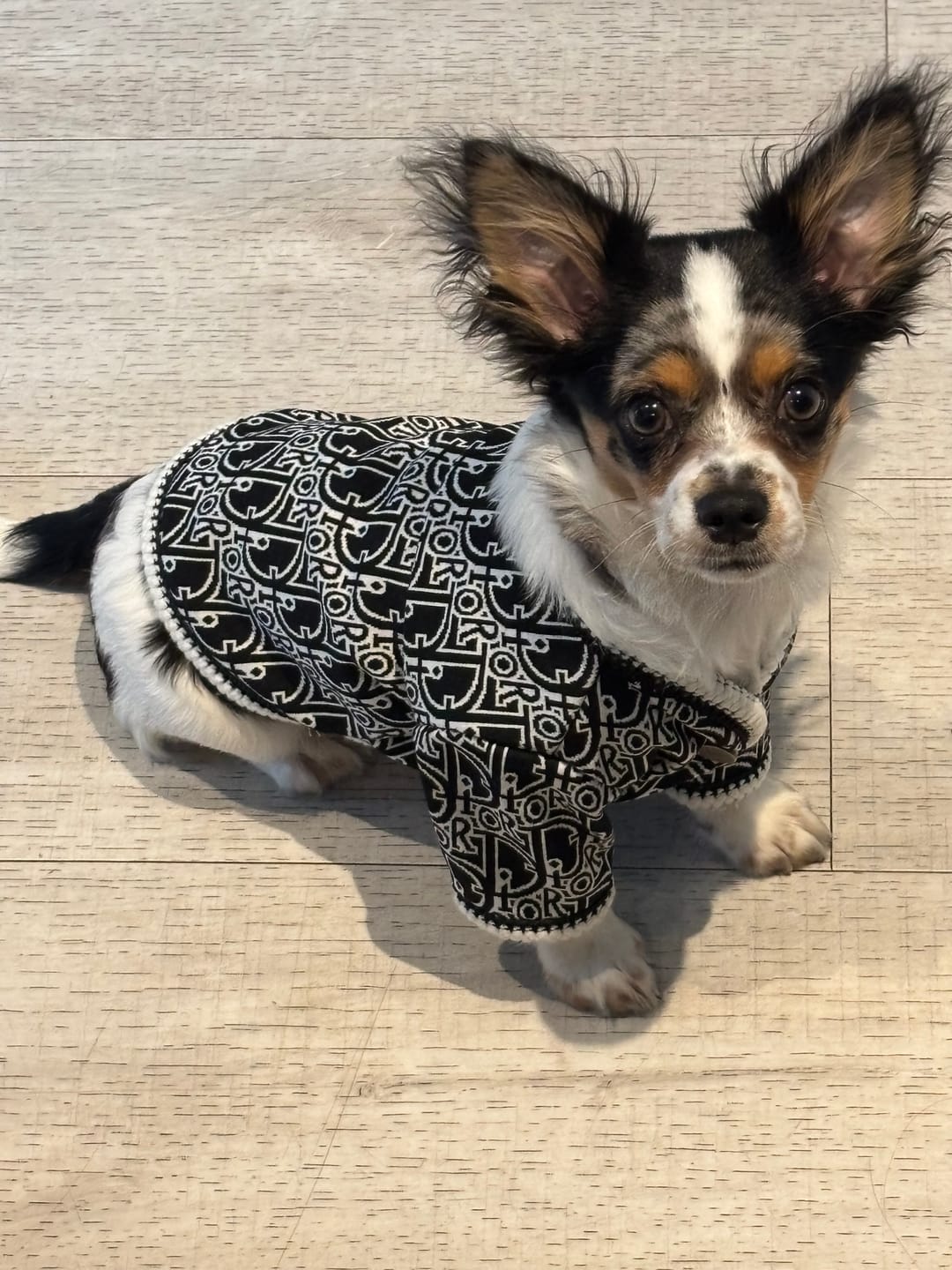 Customer photo review of Style Me Up Designer Dog Sweater Cardigan