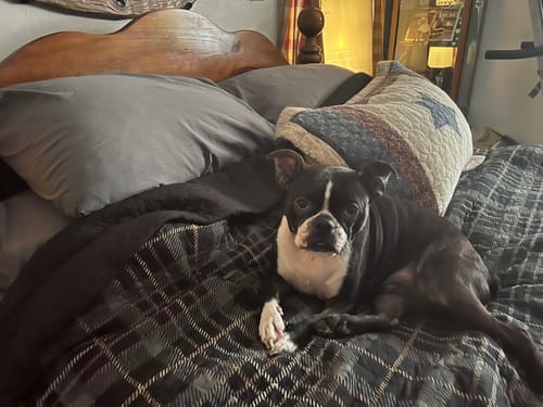 Customer photo review of K9 Honey: Vet-Approved Allergy Relief & Immune Support