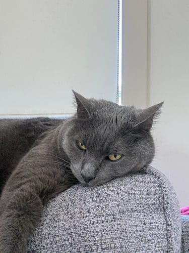 Customer photo review of 3 Month Supply - 1 Cat