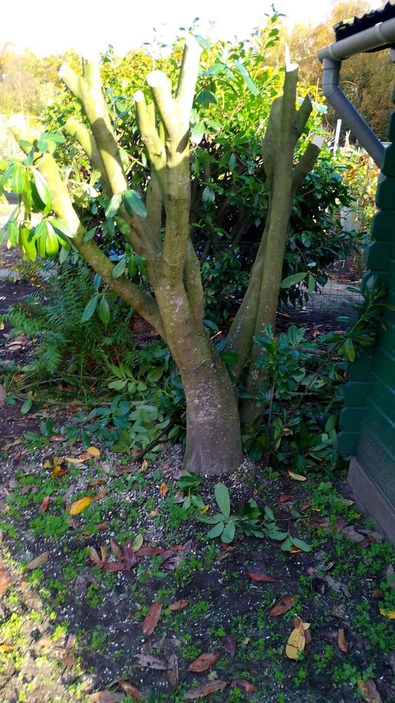 Customer photo review of Vesto® Mini kettingzaag