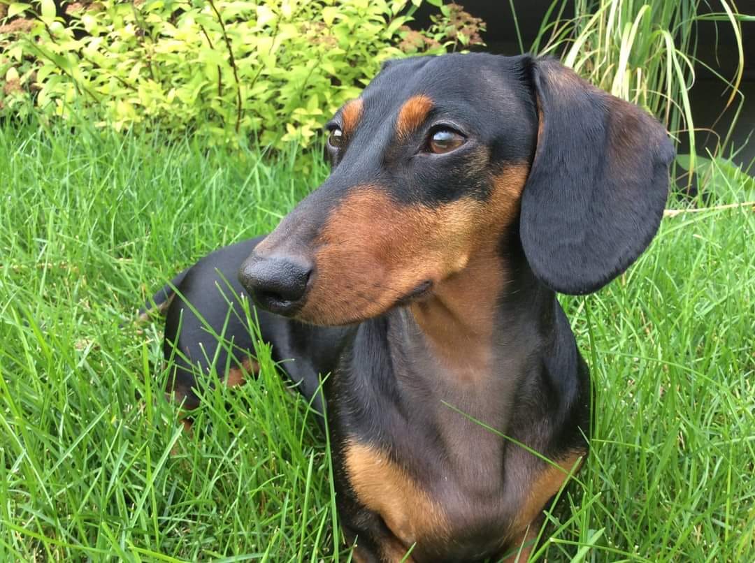 Customer photo review of OREL (Système respiratoire, système immunitaire) pour chiens et chats