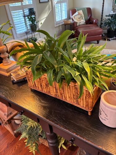 Customer photo review of Philodendron 'Wend-imbe'