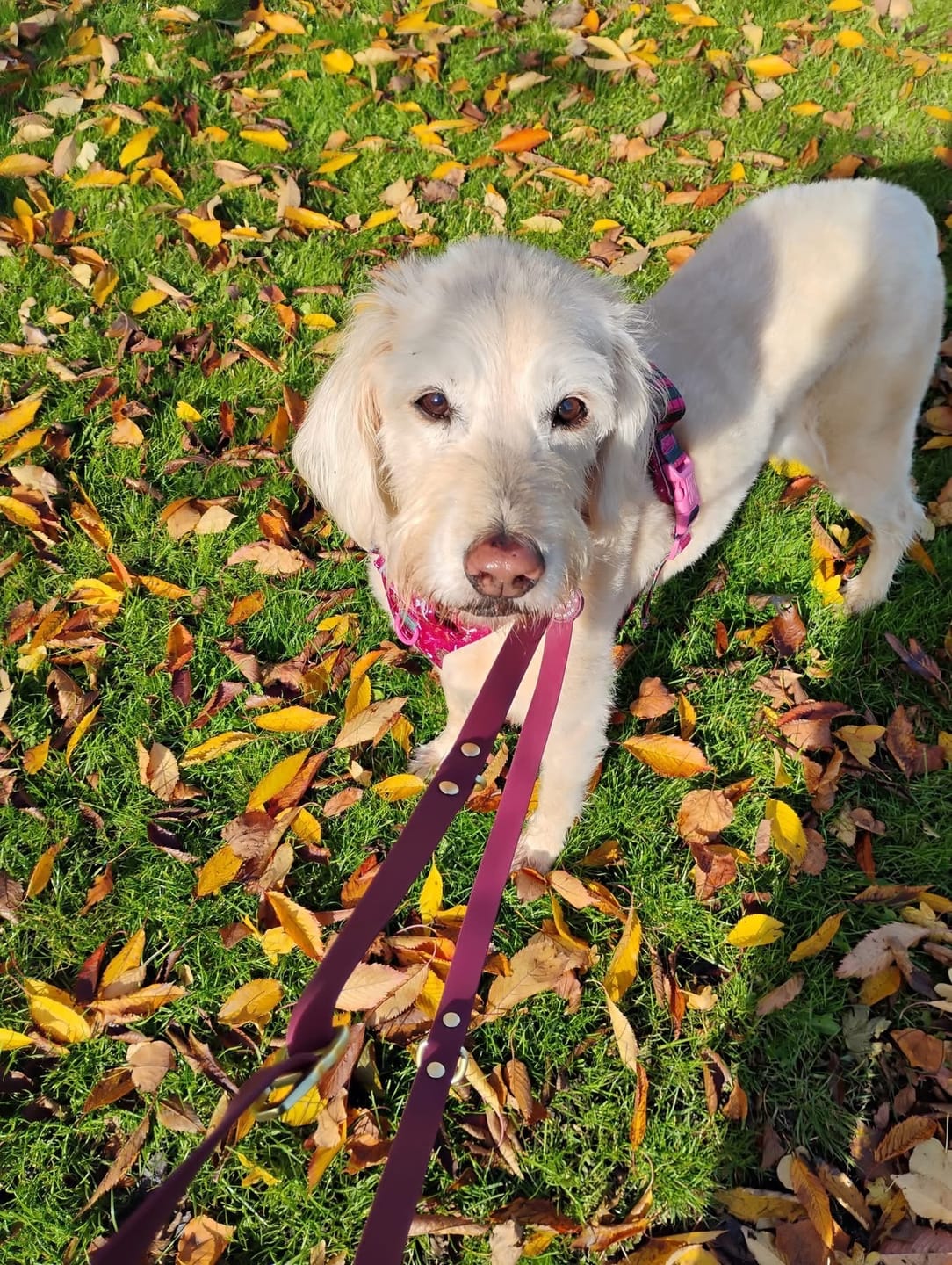 Customer photo review of Double Ended Lead - Walkies Ready® Mulberry