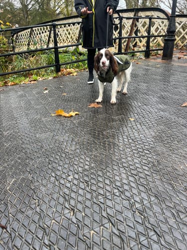 Customer photo review of 3-in-1 Dog Coat