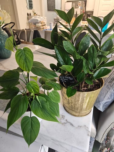 Customer photo review of Shipping Protection by Route