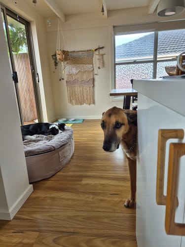 Customer photo review of Large Rebound Foam Mattress Dog Bed - Interior/Outdoor