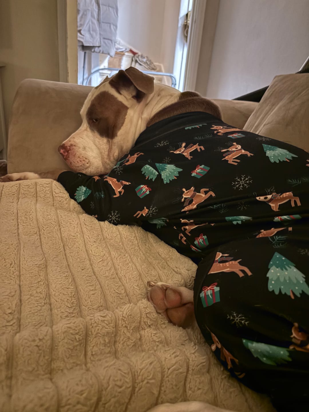 Customer photo review of Dog Christmas Pajama - Reindeers