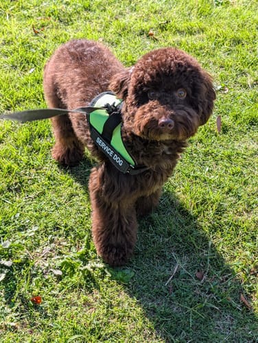 Customer photo review of FunFunPet 高機能ハーネス（お名前タグ作成サービス付き）