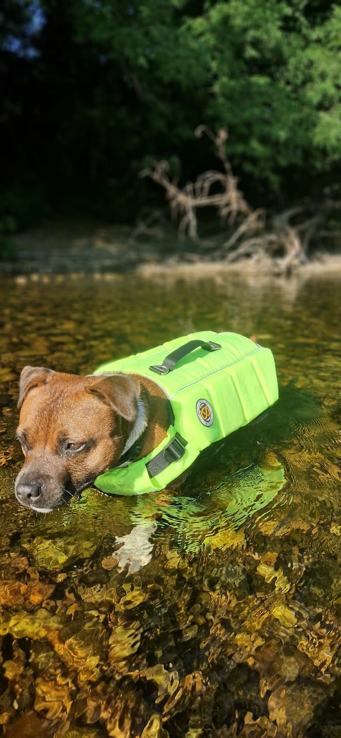 Customer photo review of Staffordshire Bull Terrier 1935® Life Jacket - Neon Green