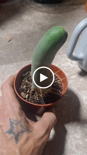 Customer video review of Trichocereus Bridgesii Monstrose | Short Form | Type B | Penis Cactus
