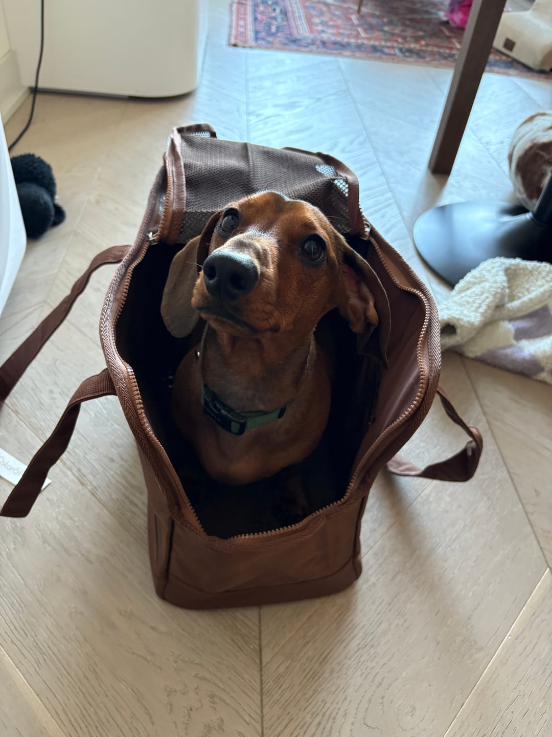 Customer photo review of Chocolate Brown Pet Tote Bag