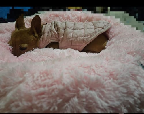 Customer photo review of Cama Antiestrés para Perros