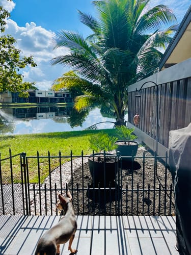 Customer photo review of Coontie