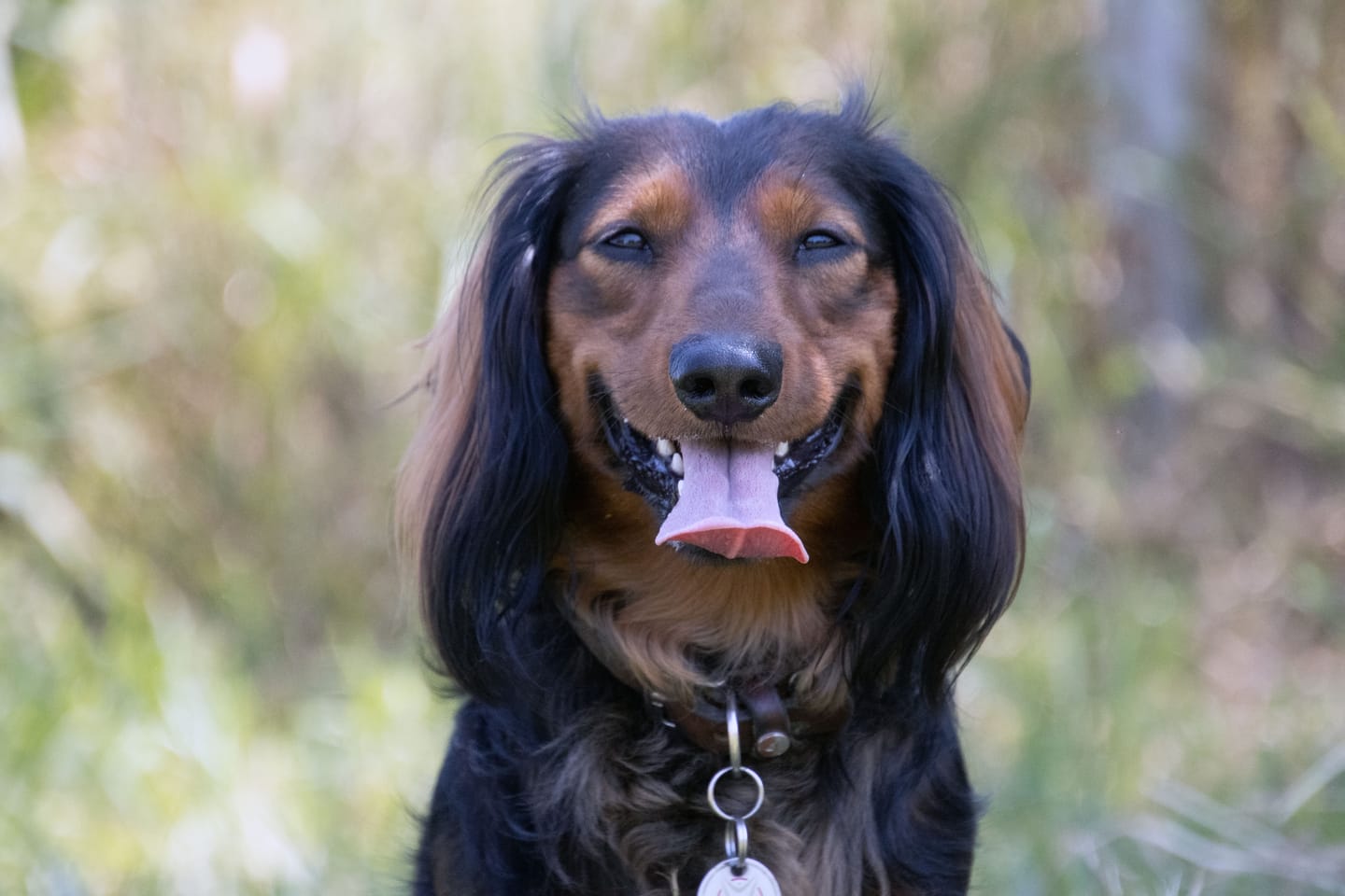 Customer photo review of Allergietest Plus Hund
