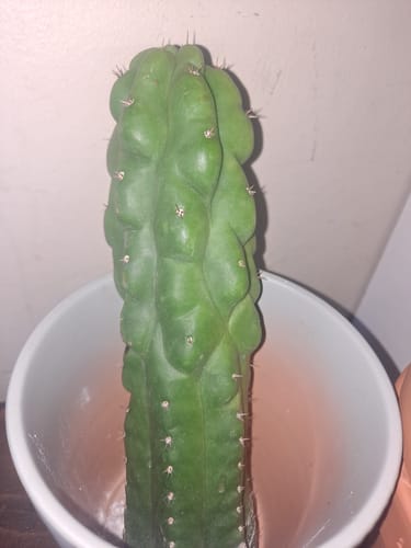Customer photo review of Trichocereus Pachanoi Monstrose | TPM | Monstrose San Pedro Cactus