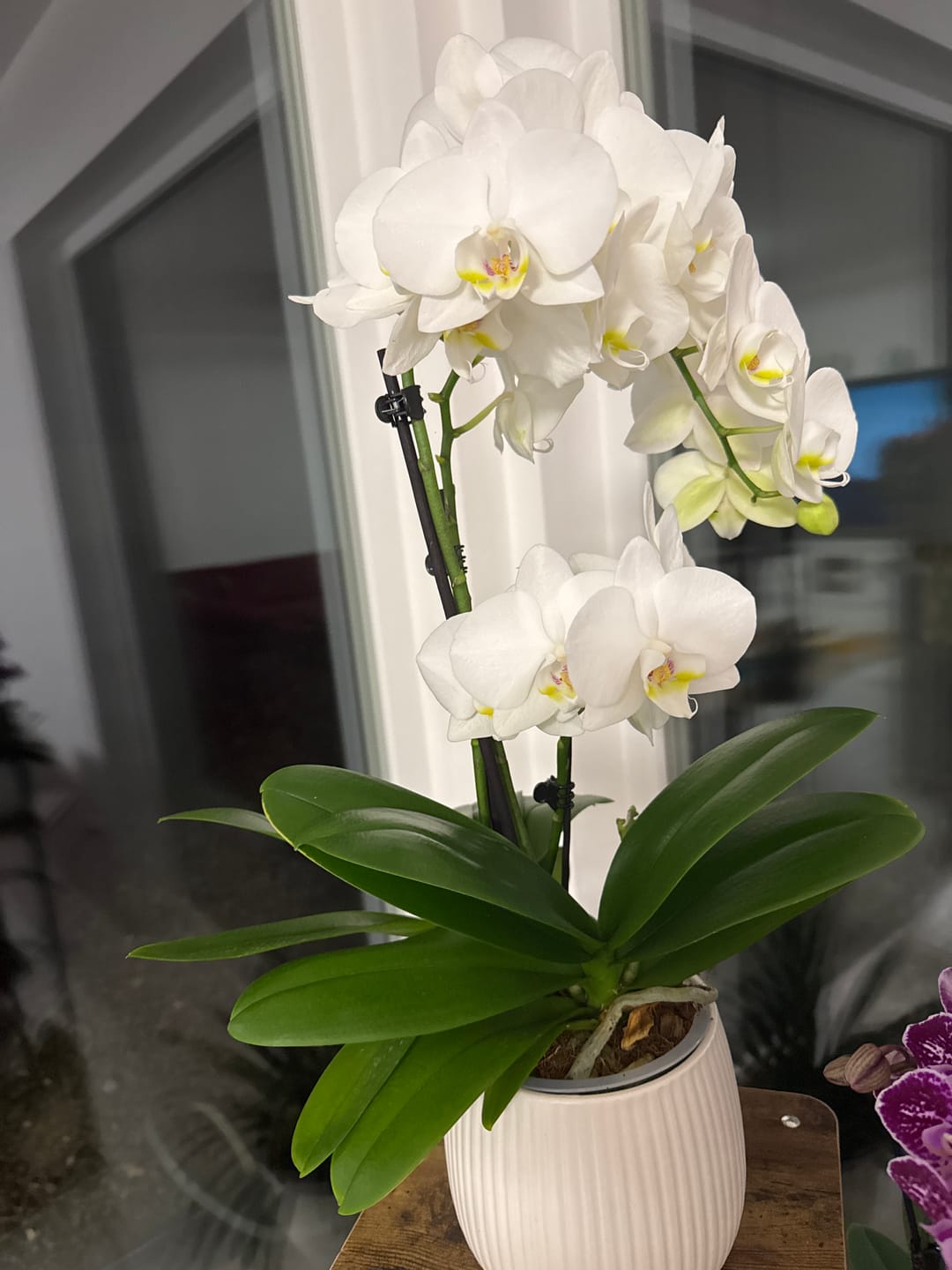 Customer photo review of Große Two of Us Weiß mit weißen Blüten und 3+ kurzen Rispen