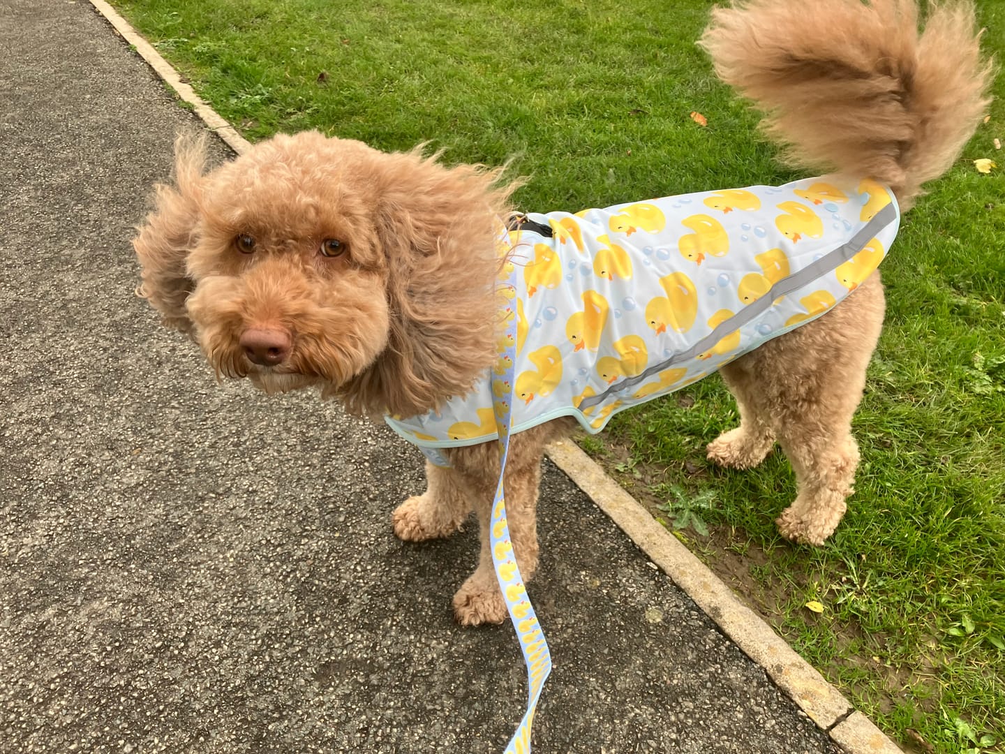 Customer photo review of Rain Jacket - You Quack Me Up!