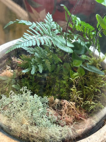 Customer photo of Revita-Moss Mixed Pack from Emily G.