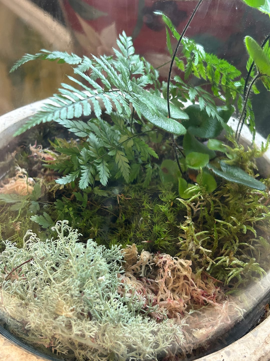 Customer photo review of Revita-Moss Mixed Pack