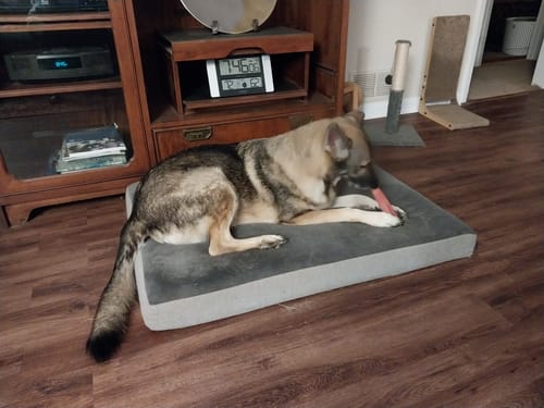 Customer photo review of 4-Stick Yak Chew Pack – Mint, Banana, Strawberry & Pumpkin