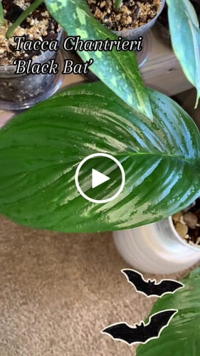 Customer video review of Tacca chantrieri "Black Bat"