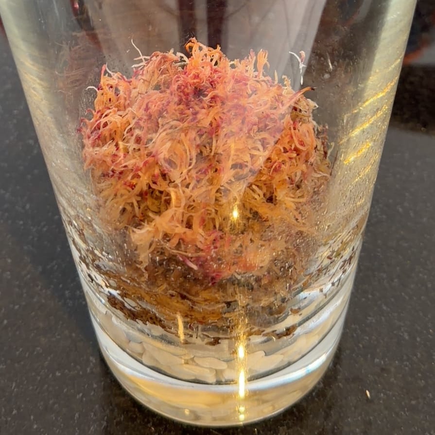 Customer photo review of Revita-Moss Mixed Pack