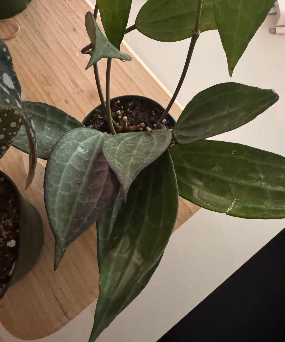 Customer photo review of Hoya latifolia
