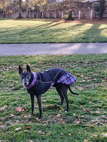 Customer photo review of Felton - Sighthound Coat with Underbelly and Harness Hole