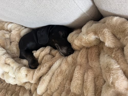 Customer photo review of Caramel Swirl Double-sided Minky Blanket