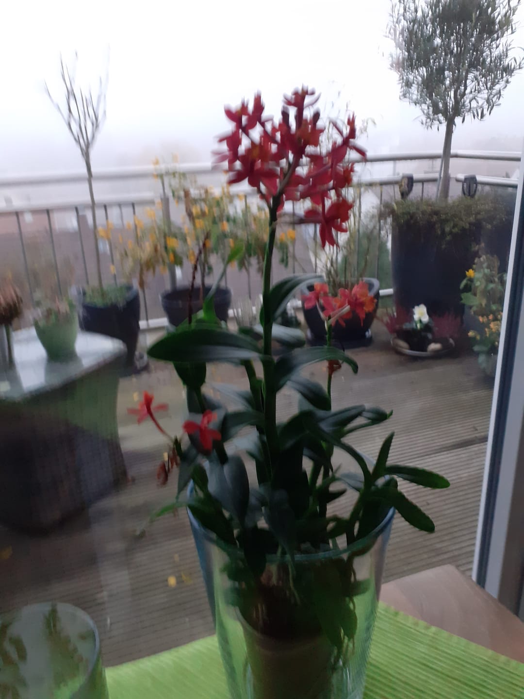 Customer photo review of Epidendrum Nordic Fire Dauerblüher mit orange-roten Blüten und 2 Rispen