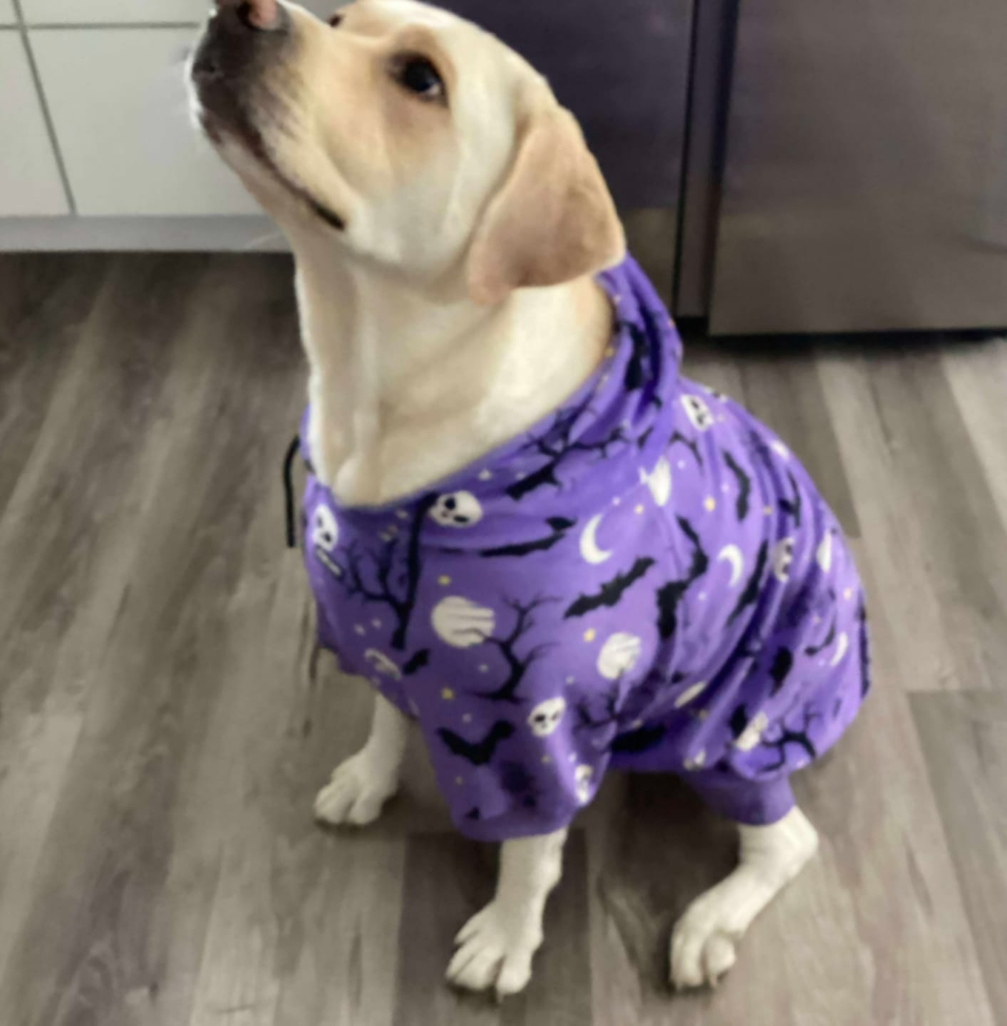 Customer photo review of Halloween Dog Hoodies (Limited Edition)