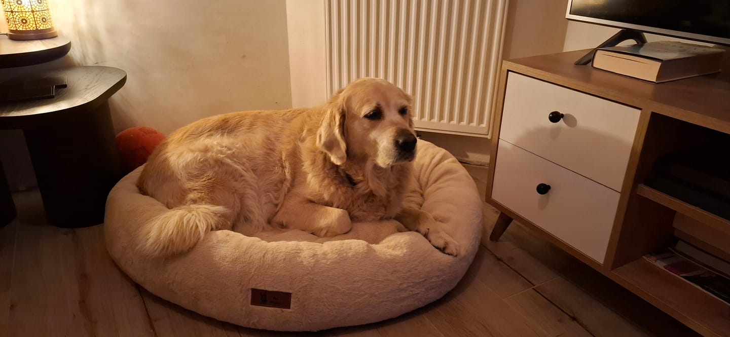 Customer photo review of Pet Perfect Hoes voor Orthopedische Donutmand - EXCLUSIEF VULLING