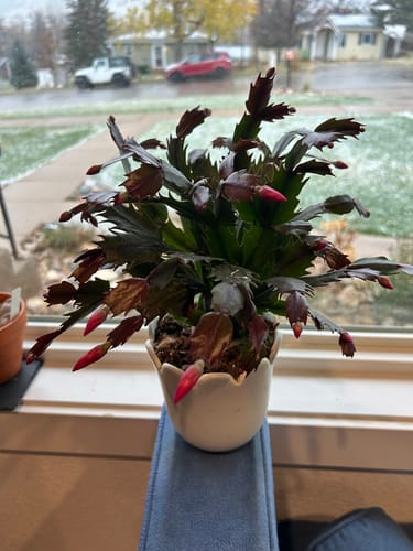 Customer photo review of Houseplant Pest Spray Concentrate