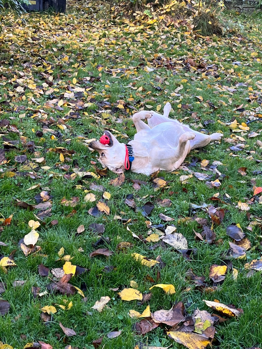 Customer photo review of Active Canis - Reblegetøj m. Bold, Assorteret