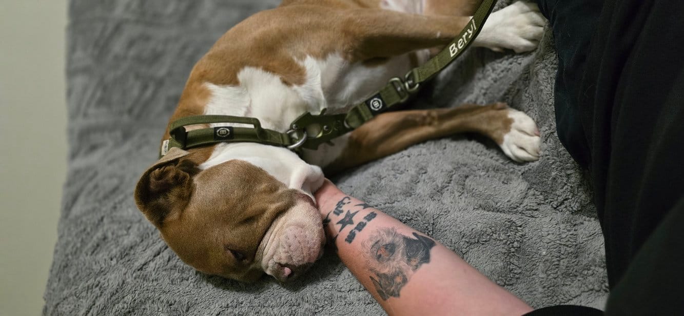 Customer photo review of 2.5cm Combat® Collar | With Handle & Rated Clip - Orange