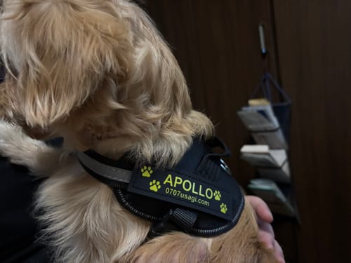 Customer photo review of FunFunPet 高機能ハーネス（お名前タグ作成サービス付き）