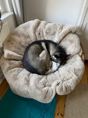 Kundenbewertung mit Foto zu CAILY | Hundedecke & Sofaschutz – Wasserdicht, waschbar & super weich