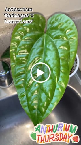 Customer video review of Anthurium radicans x luxurians