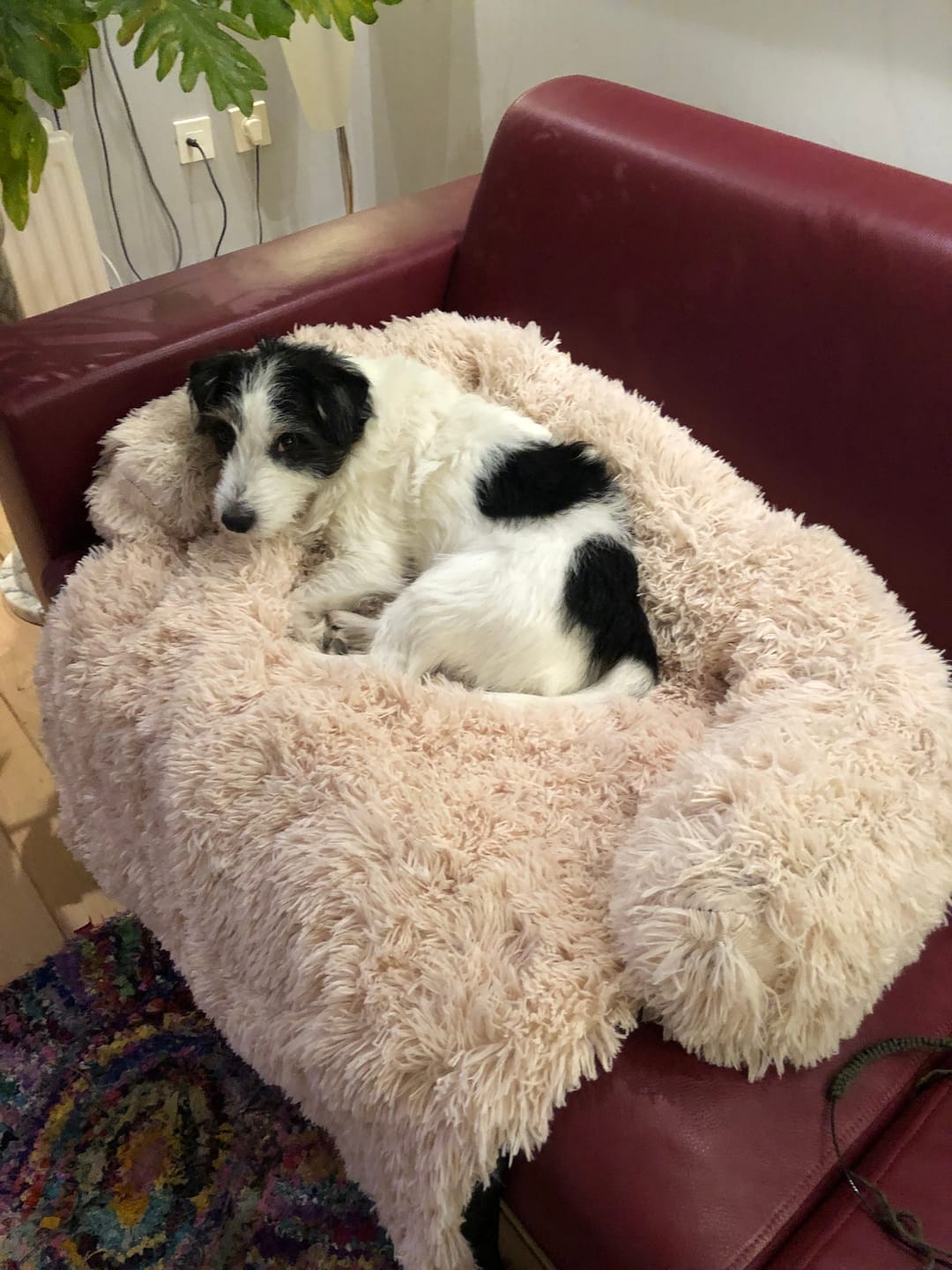 Customer photo review of Pet Perfect Fluffy Hondendeken Bank - Bankbeschermer - Wasbaar